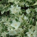Philadelphus coronarius 'Variegatus' fleur